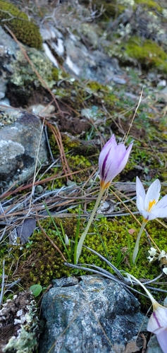Crocus laevigatus