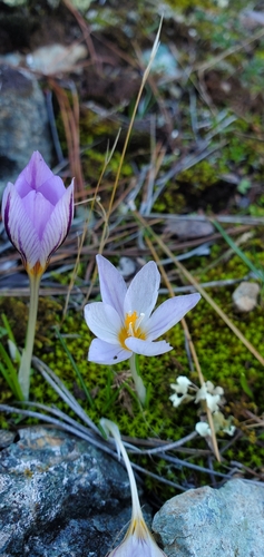 Crocus laevigatus, photograph 2