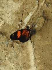 Castilia