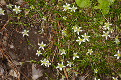Moehringia ciliata