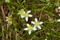 Moehringia ciliata