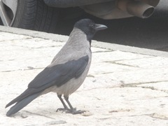 Corvus cornix