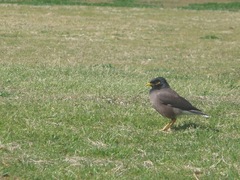 Acridotheres tristis