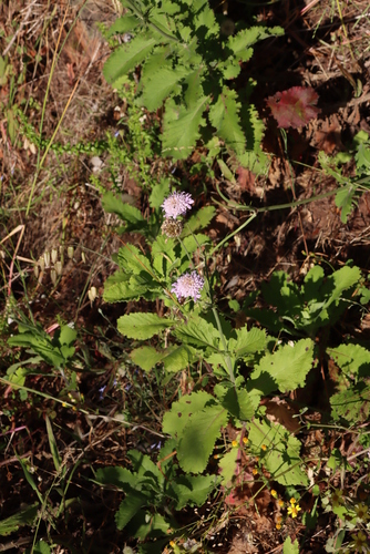 Image of Scabiosa africana by (c) Tony Rebelo, some rights reserved (CC BY-SA)