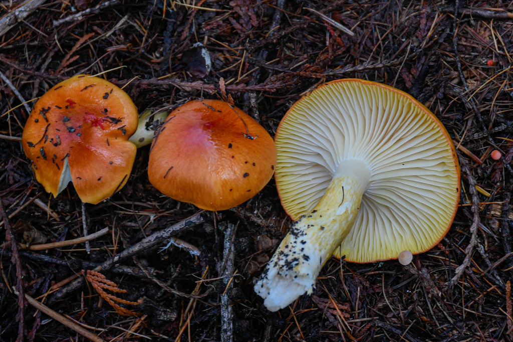 Larch Waxy Cap from Colville, WA 99114 on October 22, 2023 at 10:57 PM