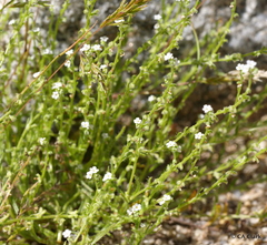 Pectocarya peninsularis