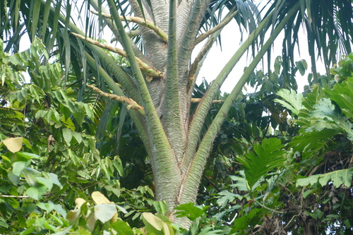 Pigafetta filaris, photograph 4