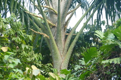 Pigafetta filaris, photograph author not stated, no rights reserved