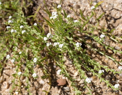 Pectocarya peninsularis