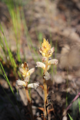 Orobanche