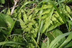 Athyrium niponicum