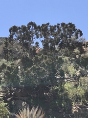 Juniperus californica
