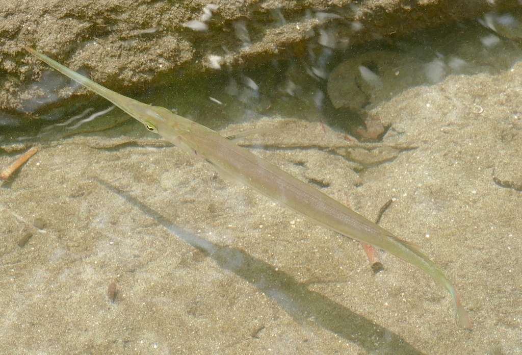 Spottail needlefish (Strongylura urvillii) — Belonidae