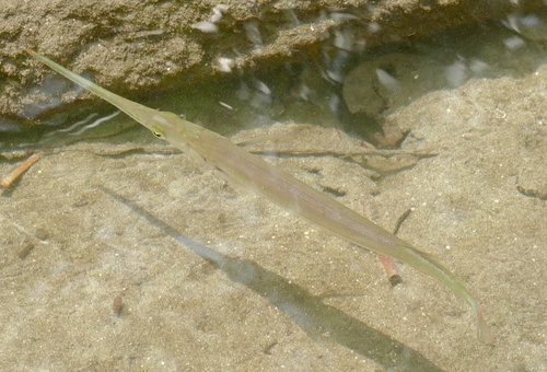 Spottail needlefish (Strongylura urvillii) — Belonidae