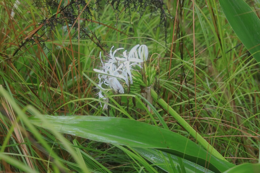 mangrove lily from Coffs Harbour NSW, Australia on November 24, 2023 at 0741 AM by Adrian Gale