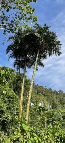 Pigafetta filaris, photograph 3