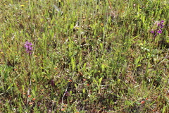 Anacamptis morio