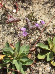 Limonium ovalifolium