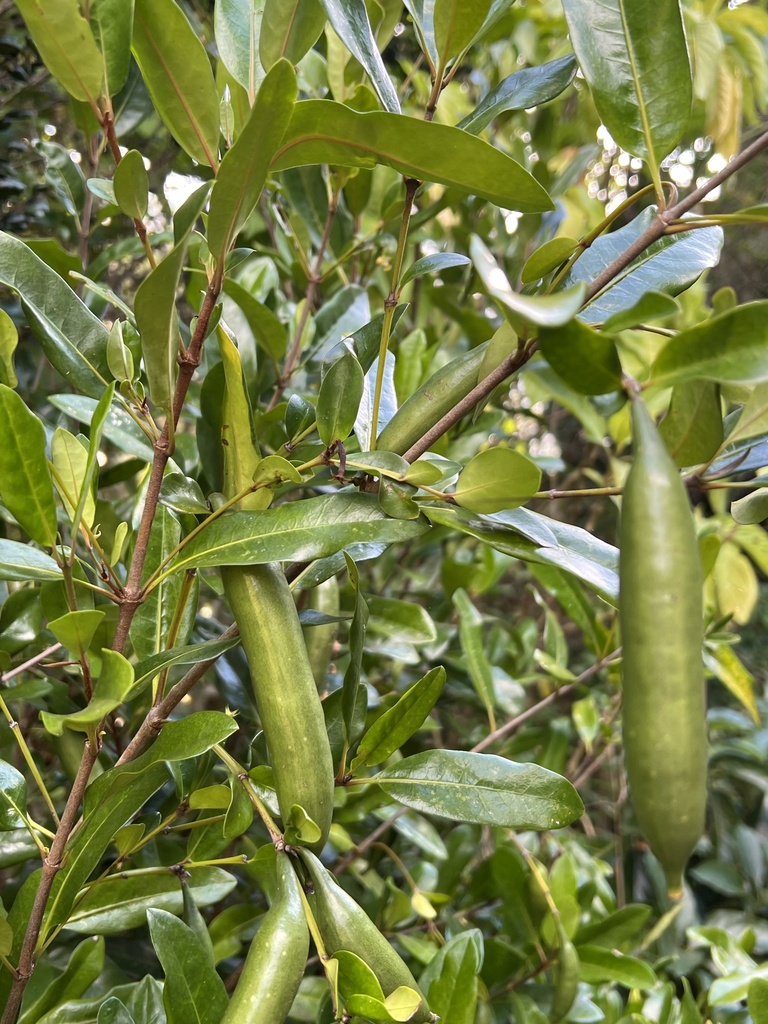 Atractocarpus platixylon