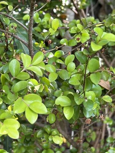 Eugenia horizontalis observed 2023-11-27