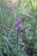Anacamptis morio
