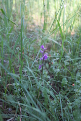 Anacamptis morio