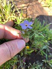 Leptosiphon androsaceus