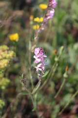 Silene gallica