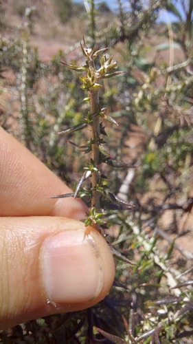 Eights Blombush (Metalasia octoflora)