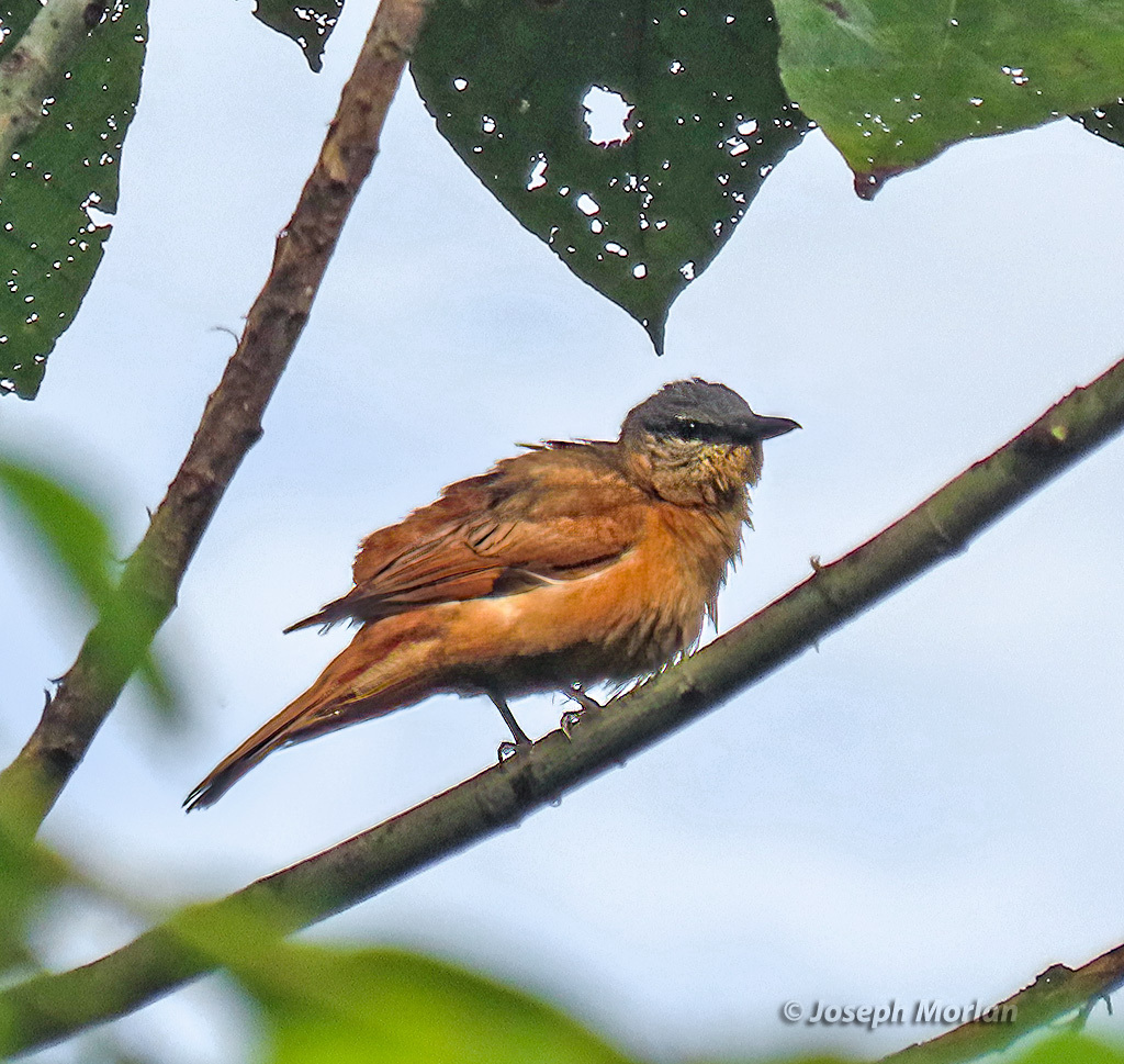 Obi Cicadabird photo