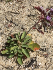 Limonium ovalifolium