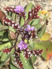 Limonium ovalifolium