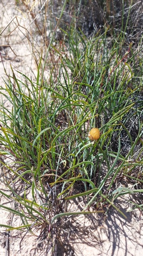 Aristea dichotoma (Aristea dichotoma)