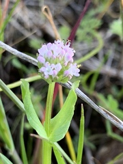 Plectritis macrocera