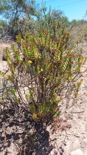 Gluey Perdekaroo (Oedera viscosa)