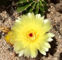 Parodia tenuicylindrica