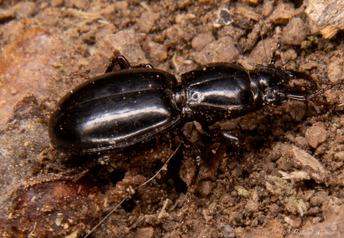 Promecognathus laevissimus photo 2
