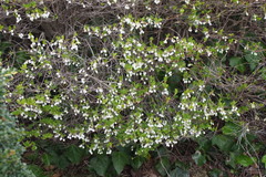 Enkianthus perulatus