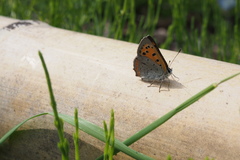 Lycaena phlaeas daimio