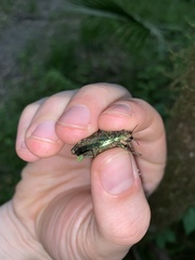 Texania campestris