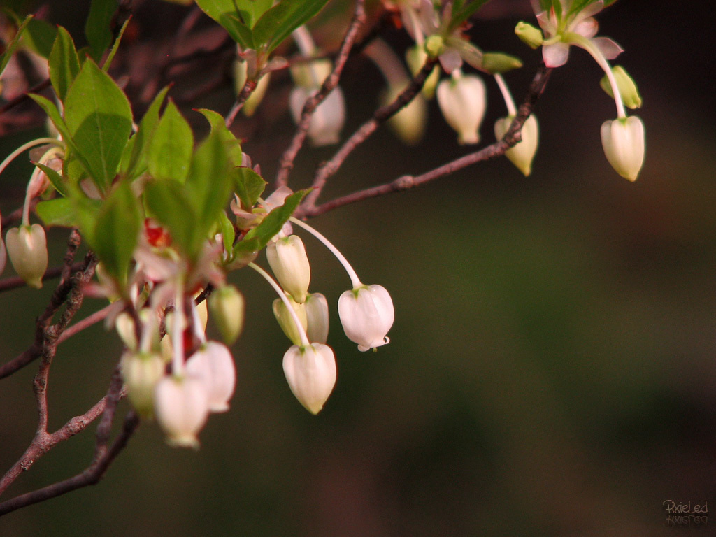 Japanese enkianthus