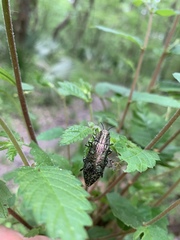 Texania campestris
