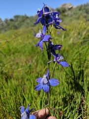 Delphinium parryi