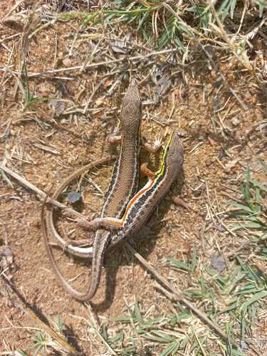 Cape Rough-scaled Lizard (Ichnotropis capensis)