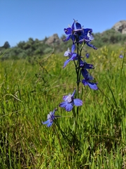 Delphinium parryi
