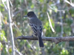 Myiarchus antillarum