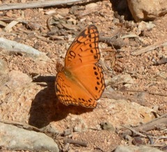 Euptoieta hegesia watsoni