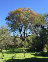 Ruprechtia laxiflora