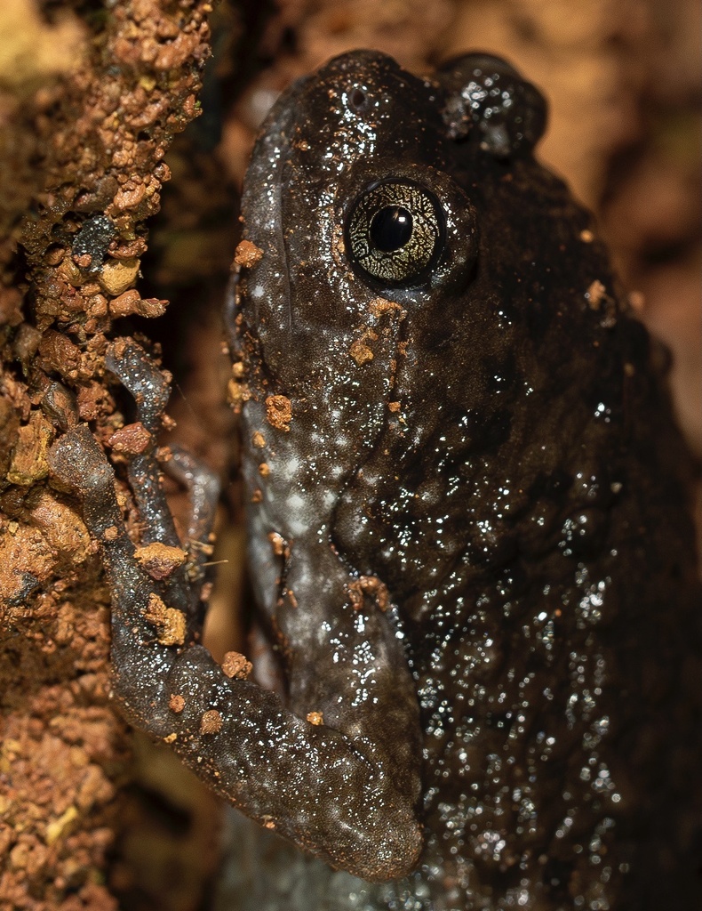 Globular Frogs from Sirsi, Sirsi, KA, IN on August 13, 2023 at 08:18 PM ...