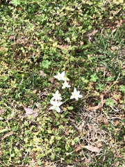 Ornithogalum umbellatum